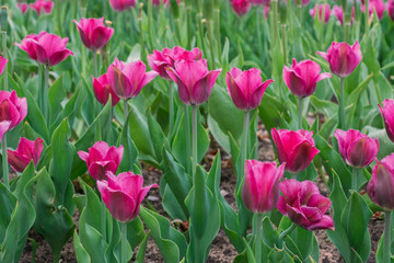 purple tulips in the field