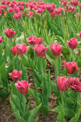 purple tulips with open petals