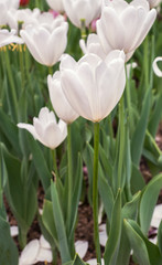 white tulips with open petals