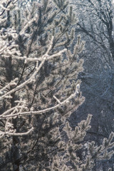Naklejka premium Hoarfrost covering tree twigs