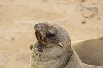 Naklejka premium Cape Cross Seal Reserve seal colony