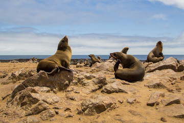 Fototapeta na wymiar Cape Cross Seal Reserve seal colony