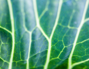 Green cabbage leaf. Close-up.