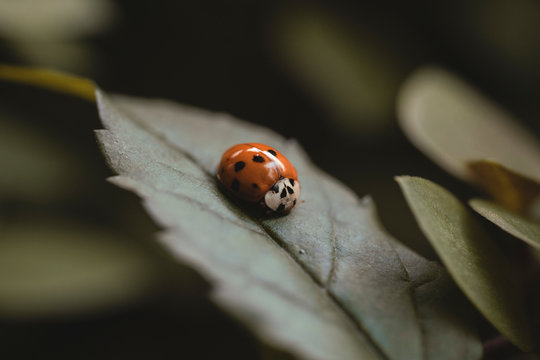Close-up of a ladybug on a leaf, Brazil