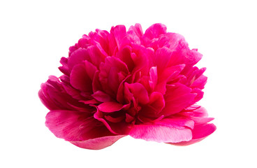 peony flower isolated