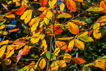 yellow and red  colors of autumn