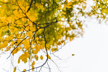 view of tree branch with yellow leaves autumn fall season