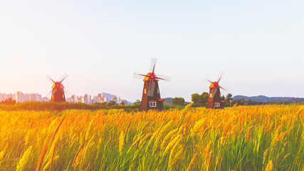Fototapeta premium Landscape with Grass flower, traditional windmills and houses at Sorae Marsh Ecological Park in Incheon,South Korea