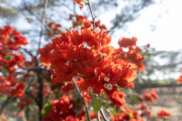closeup red flowers of tree in spring