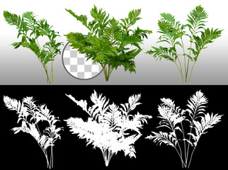 Green shrub. Bush of leafy branches. Foliage of plant isolated on transparent background via an...