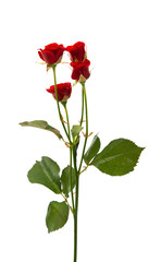 Naklejka na ściany i meble red rose isolated