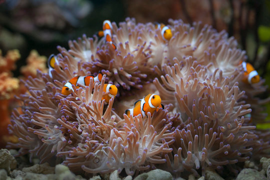 Clown Anemonefish hiding in a sea anemone, Indonesia
