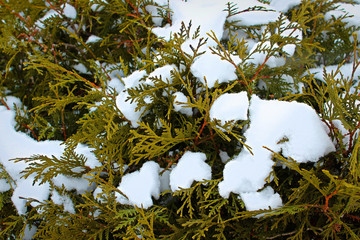 Snow Covered Tree - Bush