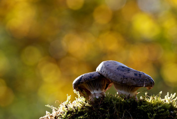 Gomphidius glutinosus, commonly known as the slimy spike-cap, wild edible mushroom in beautiful light