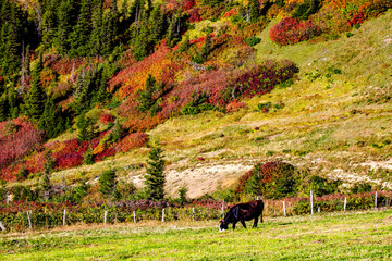 yellow and red  colors of autumn