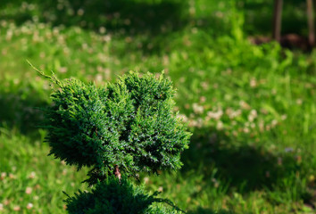 Cossack juniper ( lat. Juniperus sabina). Shearing of the juniper with gardening scissors, Soft focus. Garden art/ design/ landscape. Topiary. Blurred background with juniper.