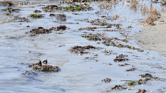HD video, water on beach then many small sandpipers come in and land, clustering together while searching for food. Easily startled by other birds and run away.