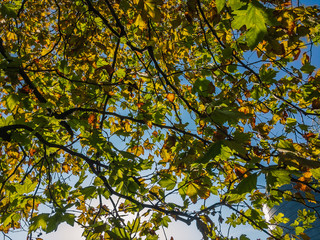 Branches of a Platanus (lat. Platanus) with green and yellow leaves lit by sunlight against a blue sky on an autumn day.