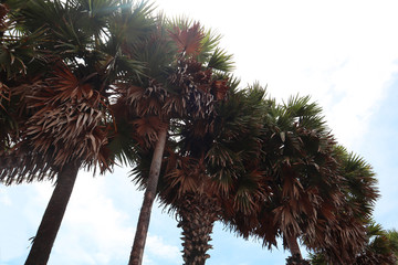 palm tree on a white background of blue sky