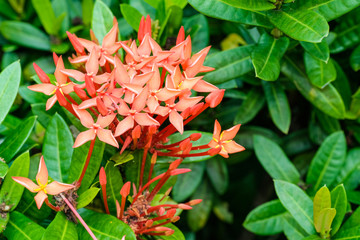 fresh bouquet red spike flower sharp blooming and buds with green leave  in garden