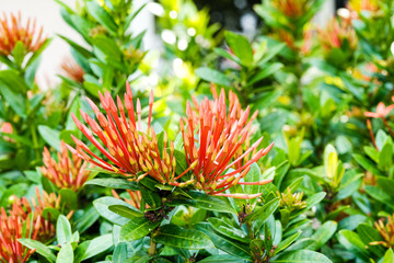 fresh bouquet red spike flower sharp buds with green leave  in garden