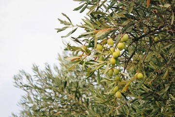 Olives on olive tree branch