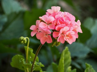 Pink flower head (inflorescence) of pelargonium, also known as geranium, or storksbill