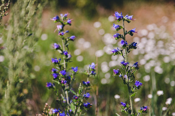 blue blooming larkspur flower