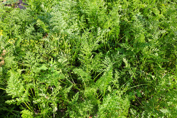  carrots growing in garden