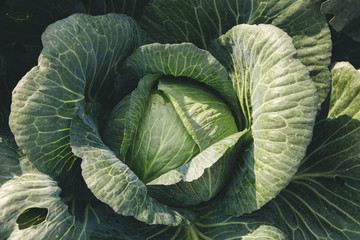 Obraz premium cabbage growing in garden.
