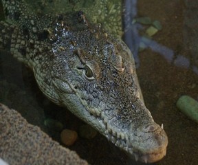 crocodile with mouth open