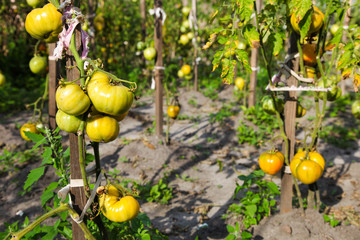 green tomatoes growing in garden