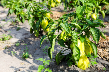 Green pepper growing in garden