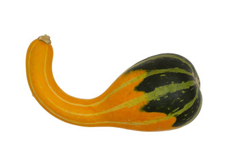 Fall harvest colored vegetable gourd isolated on white
