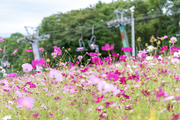 ゲレンデに咲くコスモス