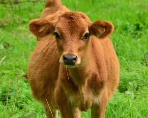 Jersey Cow, U.K. Young calf in a meadow.