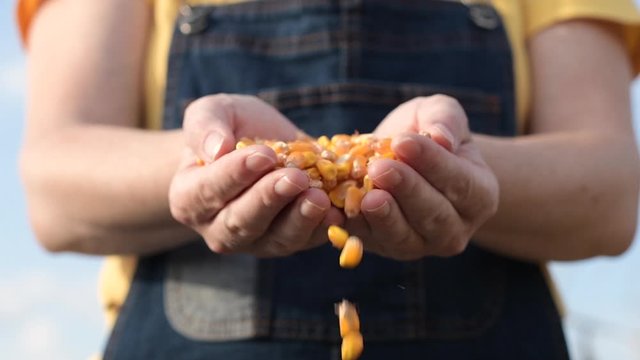 Female farmer pouring corn kernels from cupped hands