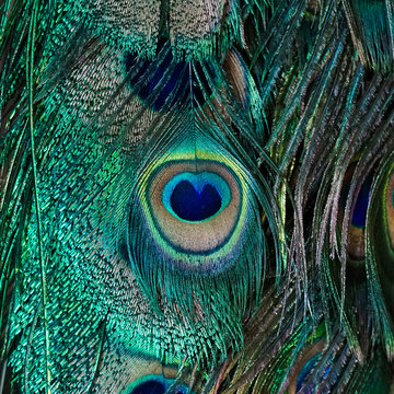 peacock feather. A closed up texture details of a elegant vivid peafowl hair pattern.