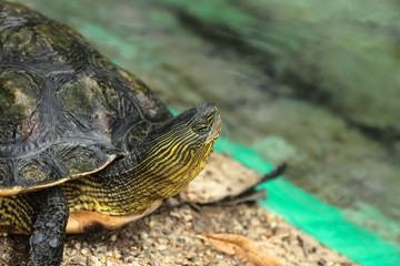 Nahaufnahme einer Schmuckschildkröte, Trachemys scripta scripta