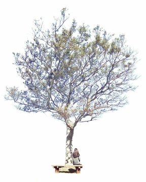 Woman sitting on a bench under a tree, South Korea