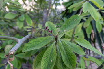 small flower on a leaf