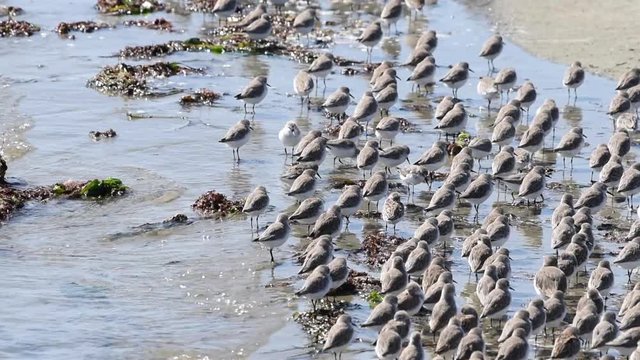 HD Video of many small sandpipers, clustered together searching for food on the beach of a northern California estuary. Nervous small birds easily startled