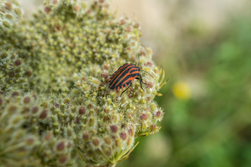 petite punaise sur sa fleur 