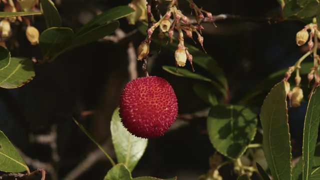 wild strawberry fruit