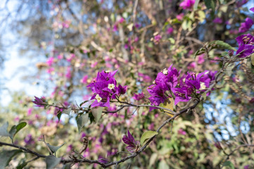 Obraz premium purple flowers in the garden