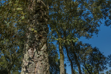 Cork oak trees growing in the wild, in Northern Portugal