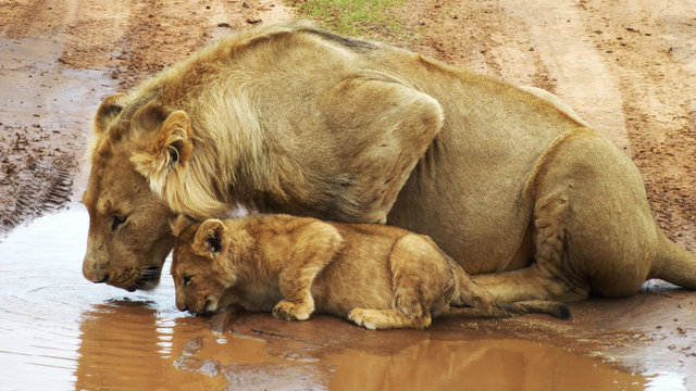 Lioness and her cub side by side drinking from a water hole, South Africa