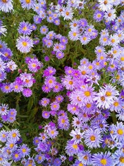 autumn flowers for desktop wallpaper