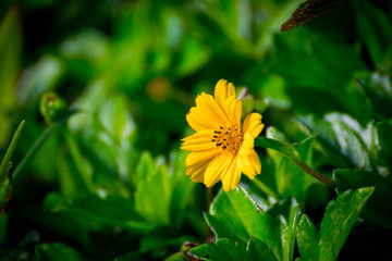 Beautiful yellow flowers in a green background