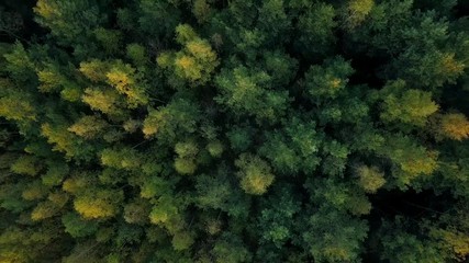 Early autumn in forest aerial top view. Mixed forest, green conifers, deciduous trees with yellow leaves. Fall colors countryside woodland. Drone zoom out spins above colorful texture in nature - Powered by Adobe
